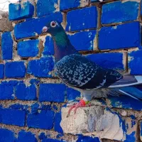 کبوتر پرنده ماده پلاکی درجه یک|پرنده|کارون, |دیوار