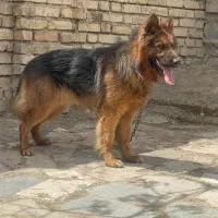 ژرمن شولاین