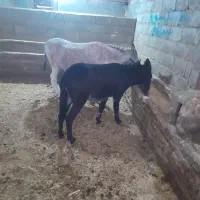 الاغ خر گله ای وباری|حیوانات مزرعه|شازند, |دیوار