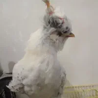 فروش خروس سلطان|حیوانات مزرعه|سمنان, |دیوار