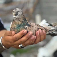 کبوتر سرور آتیشی