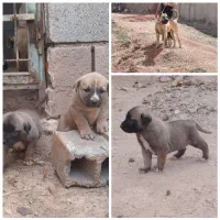 توله سرابی ۴