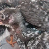 جوجه امروک اصل سرحال