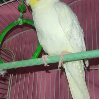 عـروس هلندی نر