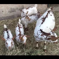 گوشت کهره درجه یک۹۰۰تومان