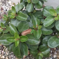 گلهای طبیعی یشم واگلونما کاکتوس صخرهای|گل و گیاه طبیعی|بندر انزلی, کلیور|دیوار