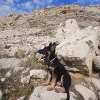 ژرمن شپرد ۳ ماهه اصیل