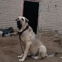 پژدر|سگ|شیروان (خراسان), |دیوار