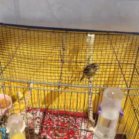 دو قعطه قناری نر بخون اماده یک ساله