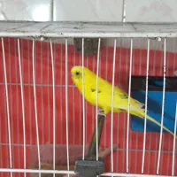 جفت مرغ عشق با جوجه