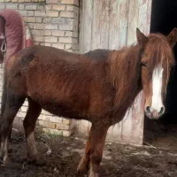 دو راس مادیان