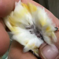 کمربند.قناری ماده ۲ عدد|کیف، کفش، کمربند|اردبیل, |دیوار