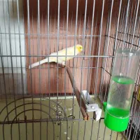 قناری سوپر درشت جوان ماده|پرنده|خمینی‌شهر, |دیوار