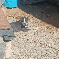 سگ پیتبول|سگ|شیراز, گویم|دیوار