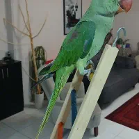 شاه طوطی