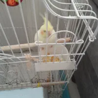 عروس هلندی نروماده|پرنده|بیرجند, |دیوار