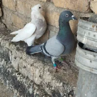 کبوتر حراج دونه 150|پرنده|شیراز, دست خضر|دیوار