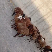 14 راس بره ماده داشتی