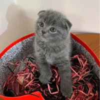 گربه اسکاتیش