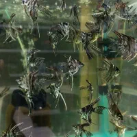 آنجل ماربل یا ابرو بادی|ماهی|تهران, تولید دارو|دیوار