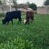 ورزا کوله های چالوسی همه اث فروشی|حیوانات مزرعه|سنگر, |دیوار