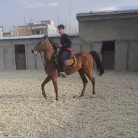 مادیان