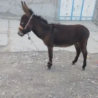 حولی نه بارو سن یک سالو هفت ماه