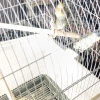 عروس هلندی سخنگو|پرنده|بومهن, |دیوار