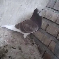 کفتر در پرنده