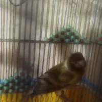 گلبسر قناری