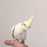 دو عدد عروس هلندی و یه قفس|پرنده|ایوان, |دیوار