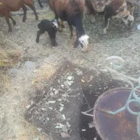 میش و بره و گوسفند