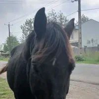 اسب آرام بفرش می‌رسد|اسب و تجهیزات اسب‌سواری|لشت نشا, |دیوار