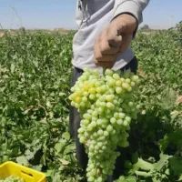 باغ با سندِ تک برگ و سهمیه ی آب به صورت قطره ای