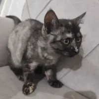 گربه اسکاتیش|گربه|بومهن, |دیوار