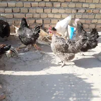 مرغ محلی|حیوانات مزرعه|سبزوار, امیر کبیر|دیوار