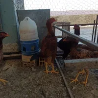 خروس لاری|حیوانات مزرعه|دره شهر, |دیوار