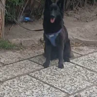 ژرمن بلک ماده