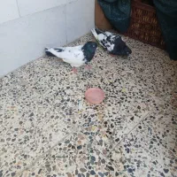 کبوتر کله ای