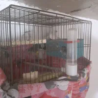 یه جفت فنج نرو ماده