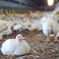 اجاره مرغداری