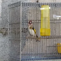 سهر بخون|پرنده|ایذه, |دیوار