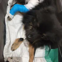 توله سگ پامرین گمشده|حیوانات|کوهسار (البرز), |دیوار