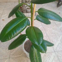 گل فیکوس فروشی