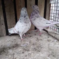 کفتر سرور هما شازده سبز|پرنده|ری, شهرری|دیوار