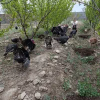 تعداد بقلمون