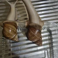 یه جفت حلزون نر و ماده ....