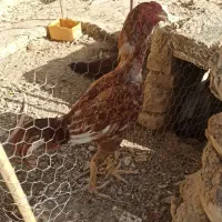 جوجه ۲ماهه