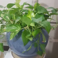 گل اپارتمانی|گل و گیاه طبیعی|اصفهان, پینارت|دیوار