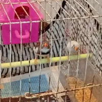 دو عدد فنچ نرو ماده